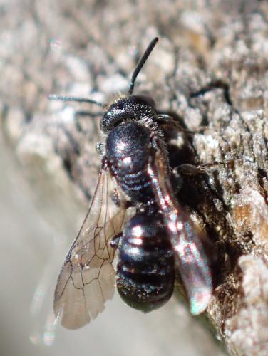 Chelostoma sp.